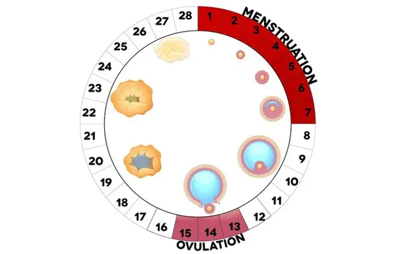 4 cách tính chu kỳ rụng trứng vừa đơn giản vừa chính xác