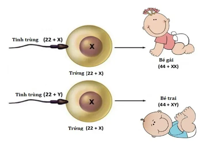 4 cách tính sinh con trai hay gái theo tuổi mẹ chính xác nhất dành cho các cặp đôi