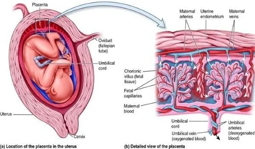 7 bất thường về nhau thai có thể gặp trong thai kỳ