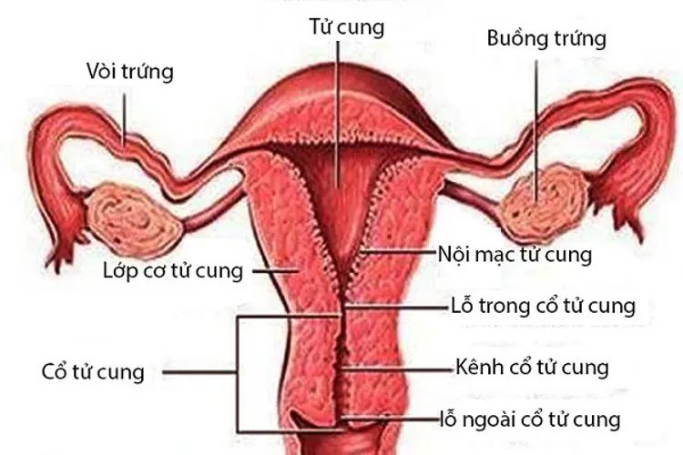 Ăn gì tốt cho niêm mạc và buồng trứng để chị em thụ thai dễ dàng