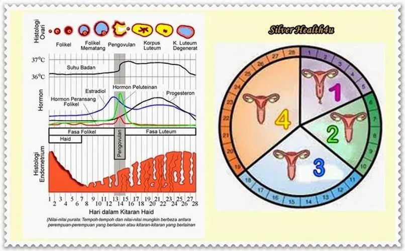 Bảng tính chu kỳ rụng trứng đơn giản nhất cho chị em tham khảo