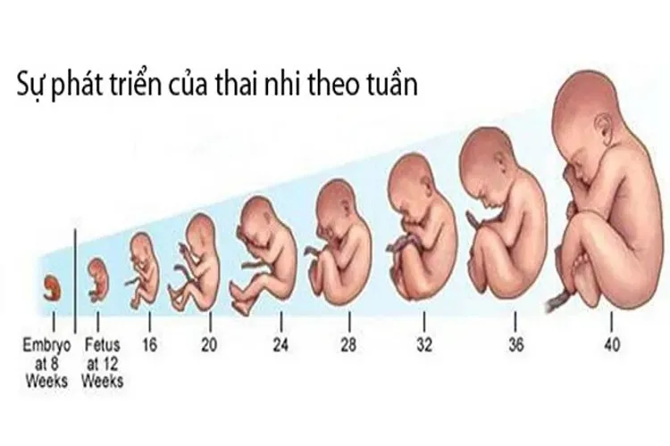 Bảng trọng lượng thai nhi giúp mẹ theo dõi sự phát triển của bé