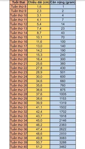 Bảng trọng lượng thai nhi theo tuần chuẩn xác mẹ bầu cần biết