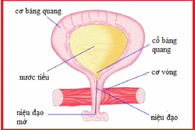 Bệnh giãn bể thận ở thai nhi và những điều mẹ cần biết để bảo vệ bé