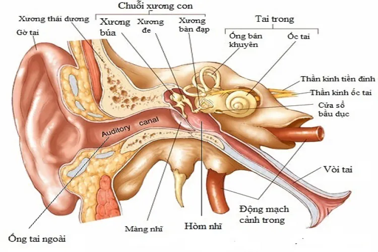 Bệnh viêm tai giữa ở trẻ sơ sinh và những điều mẹ cần biết