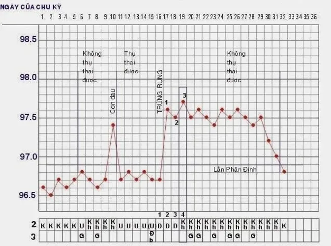 Biểu đồ chu kỳ rụng trứng cơ sở giúp xác định thời điểm dễ thụ thai