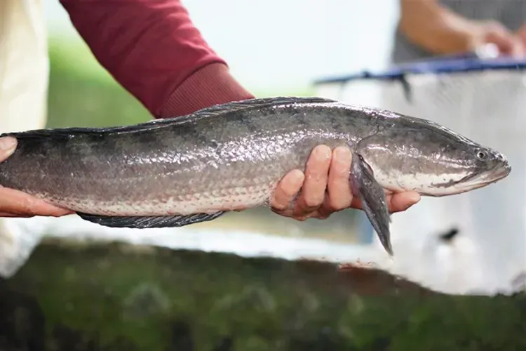 Cá chuối là cá gì? Có tốt không và phụ nữ mang thai có nên ăn không?