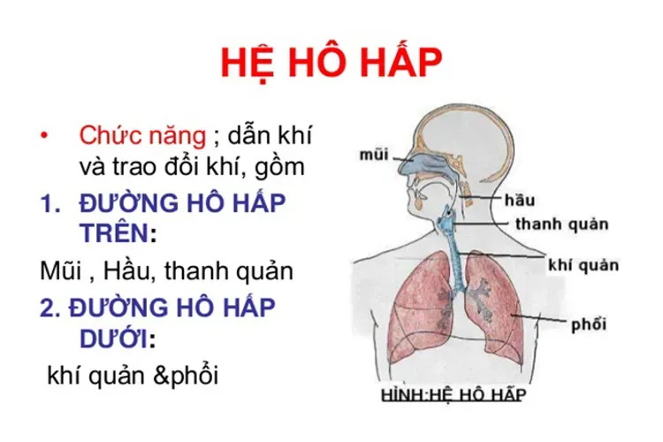 Cách phòng bệnh hô hấp cho bé hiệu quả mẹ nào cũng nên biết