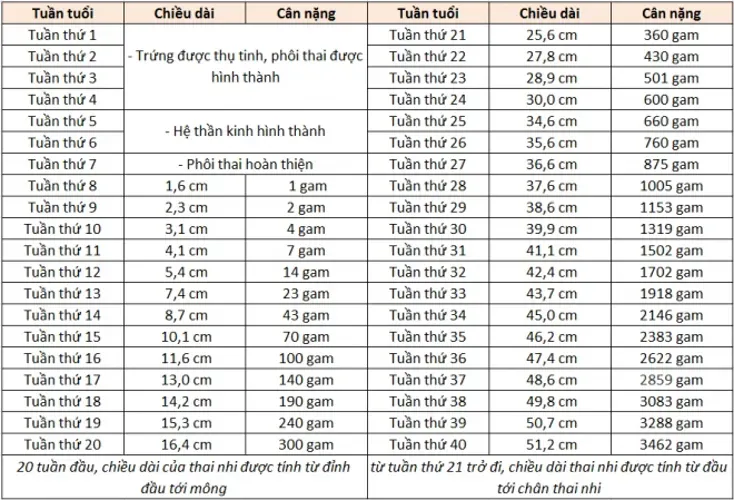 Cách tính cân nặng thai nhi theo tuần tuổi mẹ bầu cần nắm rõ