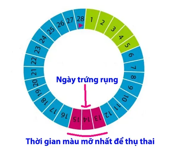 Cách tính chu kỳ kinh nguyệt để có thai dễ dàng