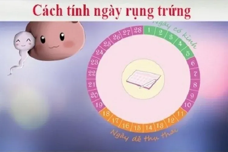 Cách tính ngày rụng trứng để sinh con gái chuẩn xác nhất