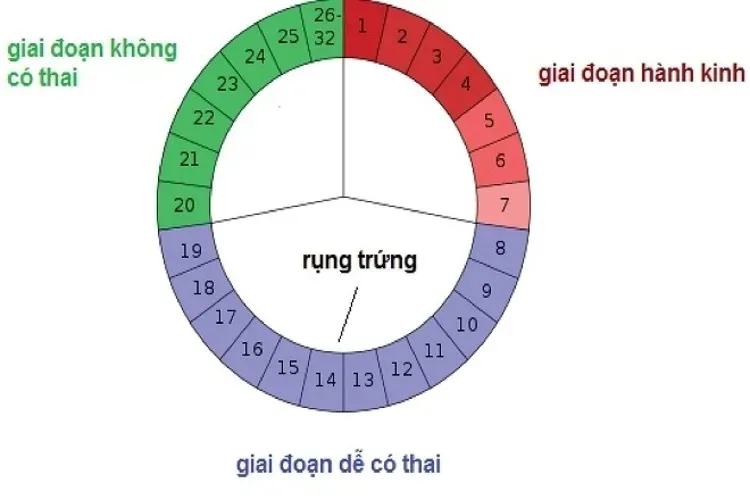 Cách tính ngày rụng trứng để sinh con gái chuẩn xác nhất