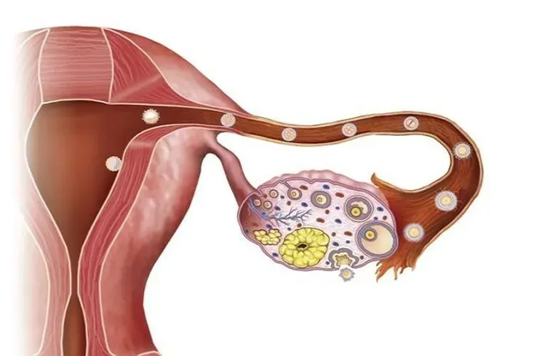 Cách tính ngày rụng trứng và những thông tin liên quan hữu ích nhất định chị em nên biết