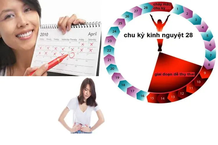 Cách tính ngày rụng trứng và những thông tin liên quan hữu ích nhất định chị em nên biết