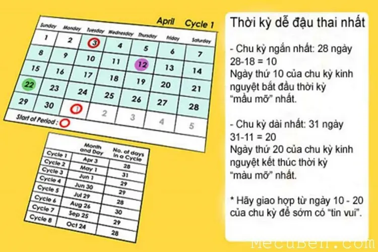 Cách tính ngày rụng trứng và những thông tin liên quan hữu ích nhất định chị em nên biết