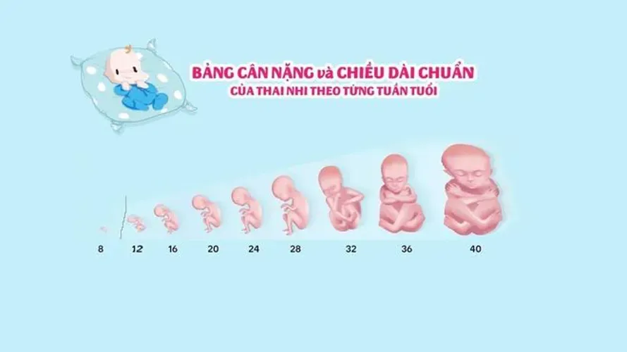 Cách xem bảng cân nặng thai nhi xác định sự phát triển của trẻ