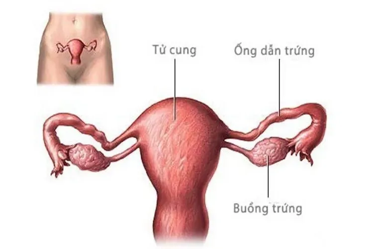 Cắt một bên buồng trứng có ảnh hưởng gì đến khả năng mang thai?