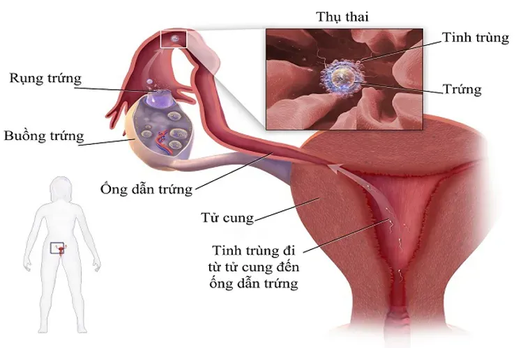 Chậm kinh bao nhiêu ngày thì chắc chắn có thai và câu trả lời cho chị em