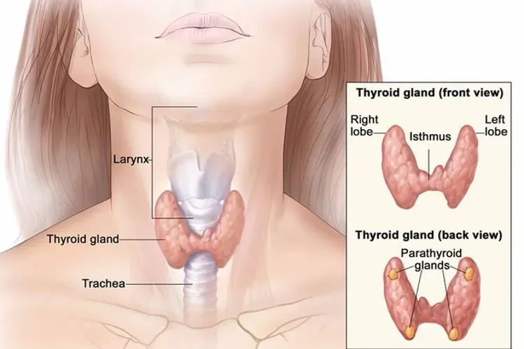 Chu kỳ rụng trứng ở phụ nữ bị rối loạn, tác nhân chính gây vô sinh hiếm muộn