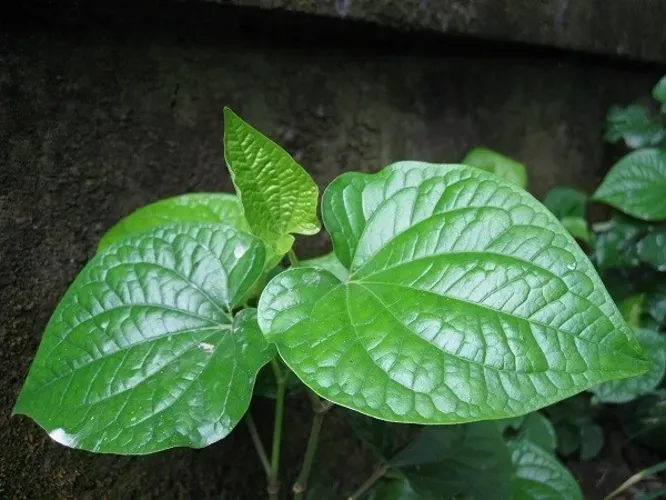 Chữa sâu răng cho trẻ cực hay bằng 5 loại thảo dược "cây nhà lá vườn"