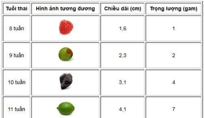 Chuẩn cân nặng, chiều dài của thai nhi theo từng tuần tuổi