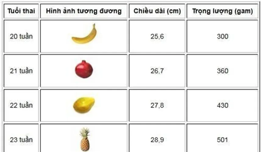 Chuẩn cân nặng, chiều dài của thai nhi theo từng tuần tuổi