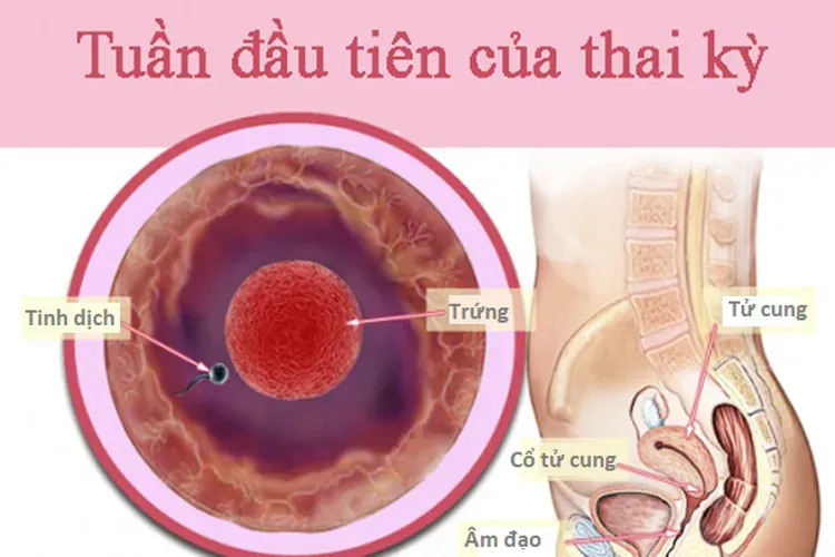 Dấu hiệu mang thai tháng đầu và những vấn đề liên quan bạn cần biết