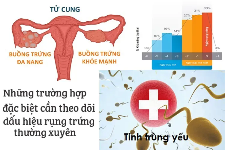 Dấu hiệu rụng trứng và tất cả những điều liên quan chị em nên biết