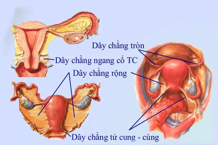 Đau lâm râm bụng dưới có phải có thai hay không?