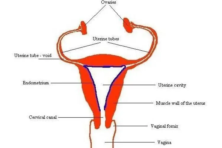 Độ dày – mỏng của niêm mạc tử cung ảnh hưởng đến việc thụ thai