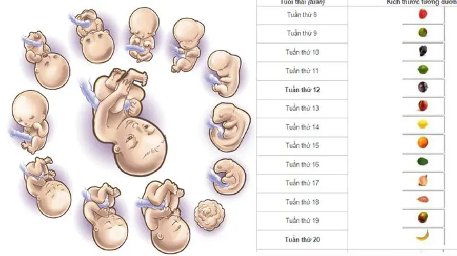 Dùng bảng cân nặng chuẩn của thai nhi theo dõi sự phát triển ở trẻ