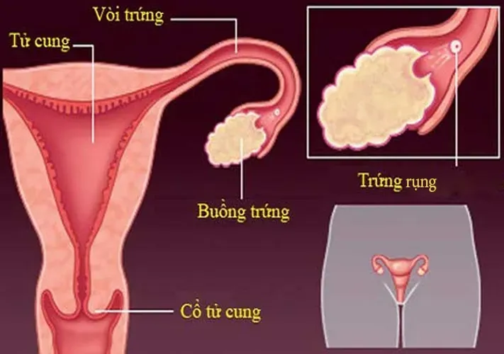 Hết kinh bao nhiêu ngày thì rụng trứng chị em thực sự đã biết?