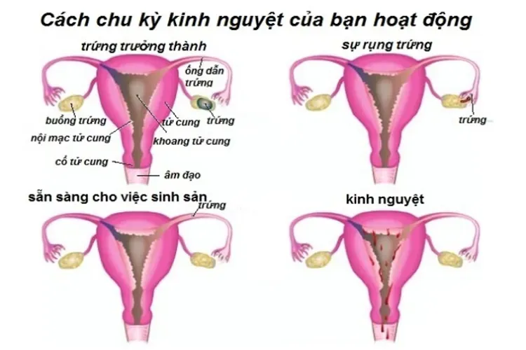 Hiện tượng kinh nguyệt và 3 điều cơ bản nhất mọi chị em cần biết