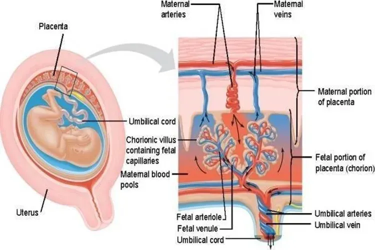 Hiểu rõ về hiện tượng phù nhau thai