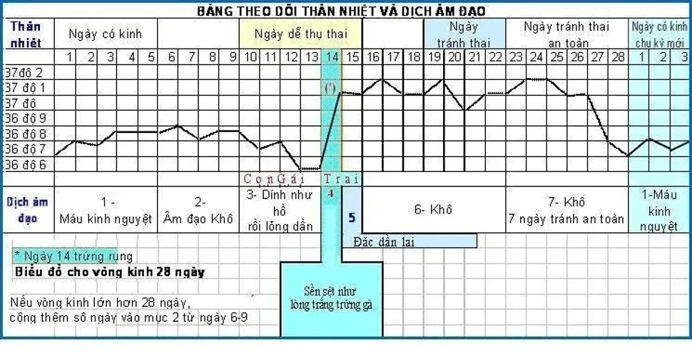 Hướng dẫn cách lập biểu đồ chu kỳ rụng trứng chính xác, hiệu quả