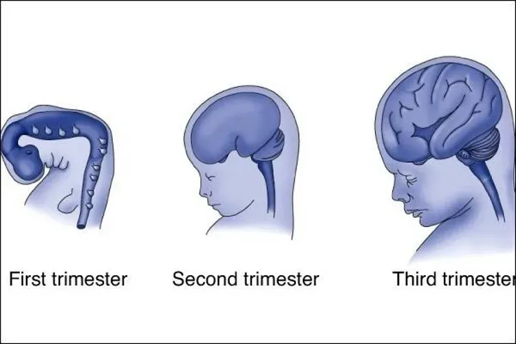 Khám phá 3 cột mốc vàng trong quá trình phát triển não bộ thai nhi