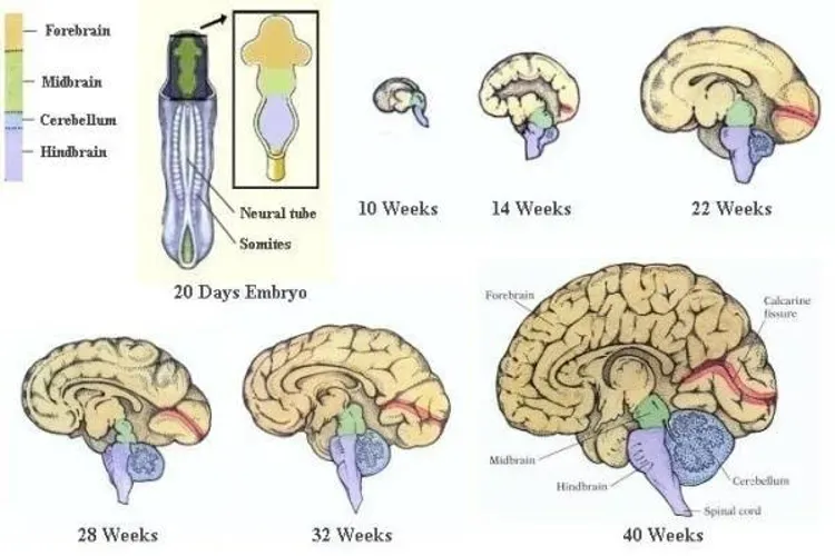 Khám phá 3 cột mốc vàng trong quá trình phát triển não bộ thai nhi