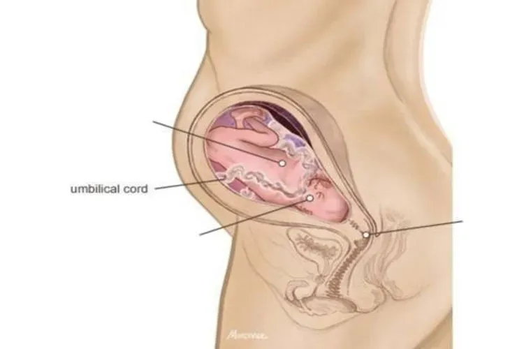 Khám phá những điều bí ẩn của tử cung người mẹ