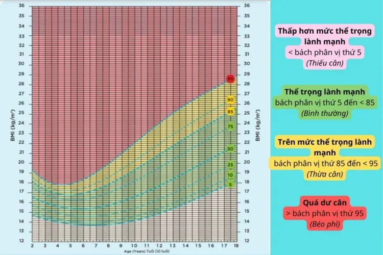 Kiểm tra chỉ số BMI: 3 công cụ tính BMI online chính xác nhất