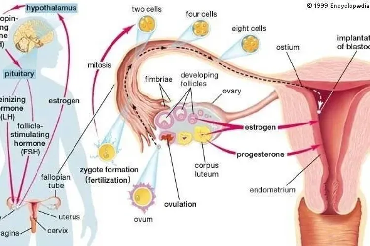 Mách bạn những bài thuốc dân gian giúp điều hòa kinh nguyệt