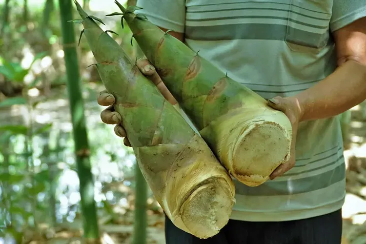 Măng tre chế biến món gì ngon và những tác dụng tốt cho sức khỏe