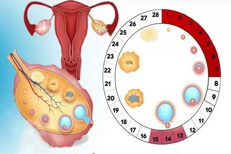 Ngày rụng trứng và 6 ghi chú quan trọng cho mọi chị em phụ nữ