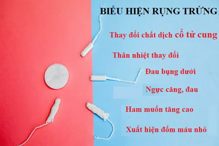 Ngày rụng trứng và 6 ghi chú quan trọng cho mọi chị em phụ nữ