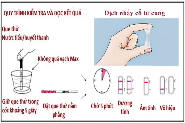 Ngày rụng trứng và 6 ghi chú quan trọng cho mọi chị em phụ nữ