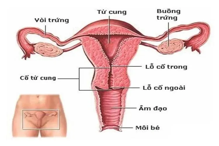 Ngày rụng trứng và tất cả những điều liên quan chị em phụ nữ cần biết