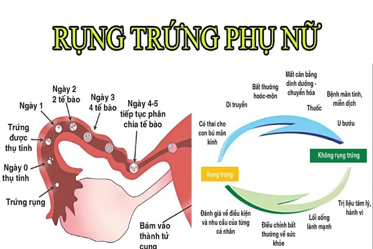 Ngày rụng trứng và tất cả những điều liên quan chị em phụ nữ cần biết