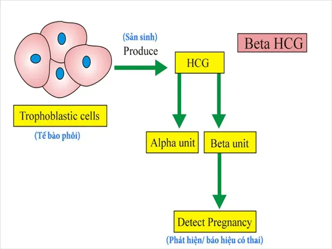 Những dấu hiệu mang thai và hormone hCG