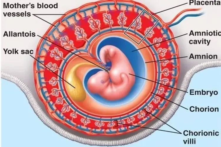 Những thuật ngữ sản khoa bạn nên biết khi chuẩn bị mang thai