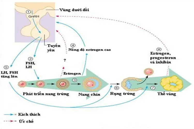 Quá trình rụng trứng và kiến thức cơ bản mọi chị em phụ nữ cần biết