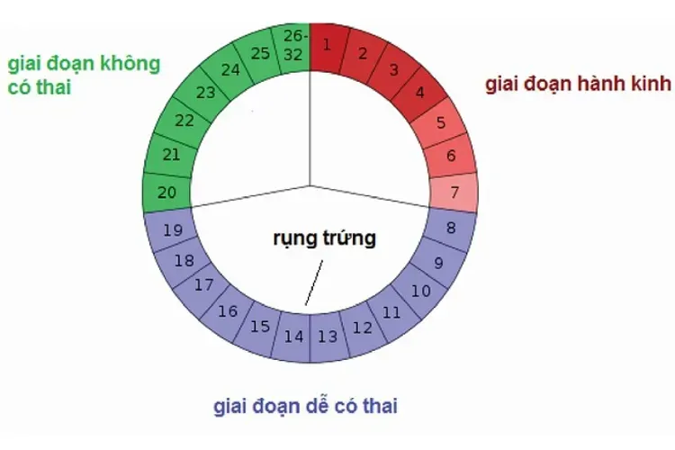 Quá trình rụng trứng và kiến thức cơ bản mọi chị em phụ nữ cần biết